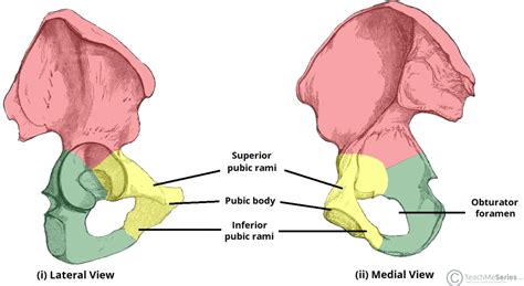 pube anatomia maschile|inferior pubic ramus.